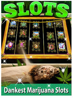 Ladda ner Kush Slots: Marijuana Casino, Lucky Weed Smokers på Android 4.1 gratis.