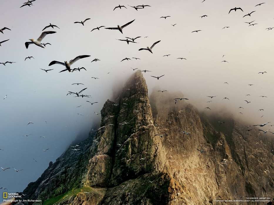 Seagulls, Mountains, Nature