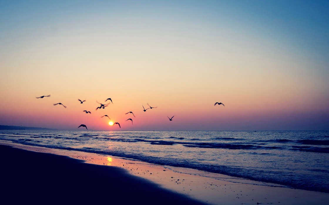 Seagulls, Sea, Landscape, Waves, Sunset