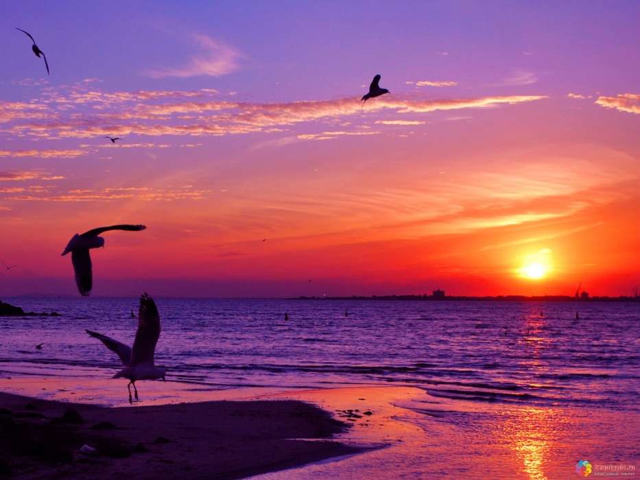 Seagulls, Sea, Landscape, Sunset