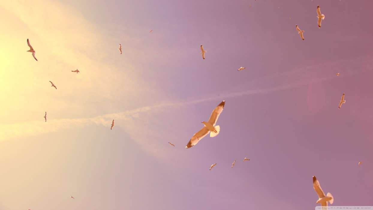 Seagulls, Sky, Landscape, Birds, Sunset