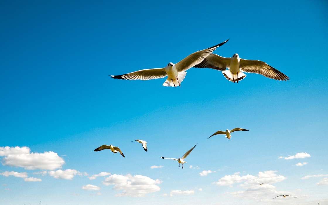 Seagulls,Birds,Animals