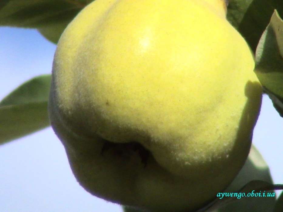 Plants, Fruits, Food, Quince