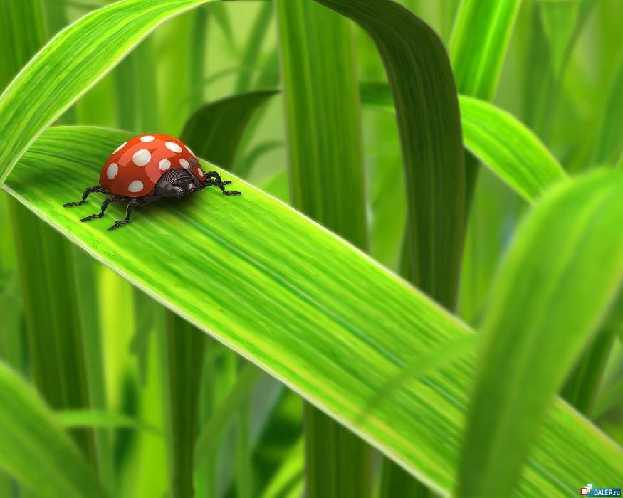 Grass, Insects, Art, Ladybugs
