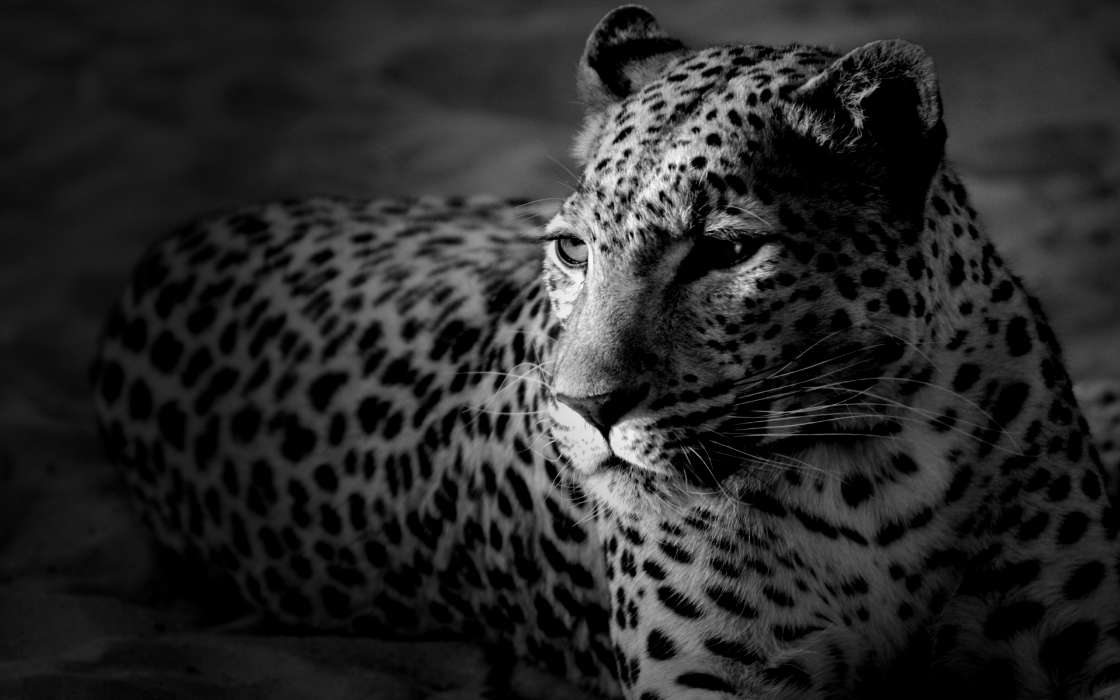 Animals, Art photo, Leopards