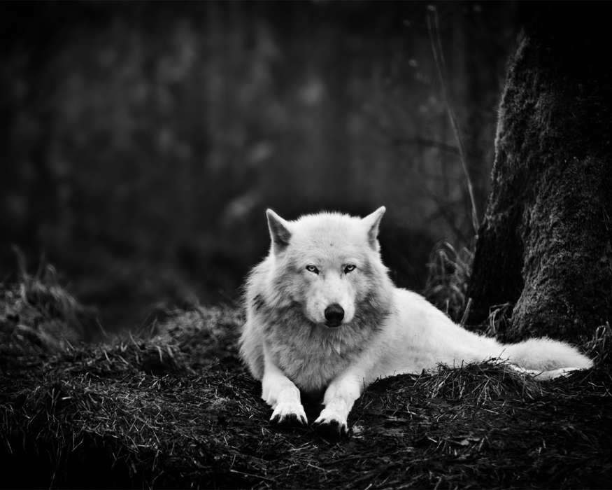 Art photo, Wolfs, Animals
