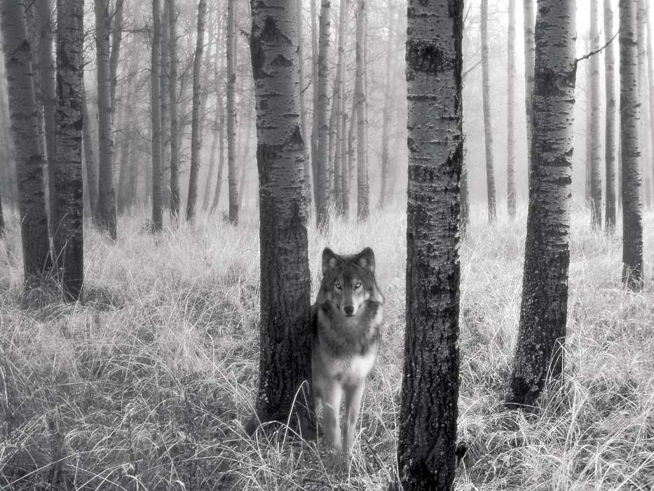 Animals, Wolfs, Art photo