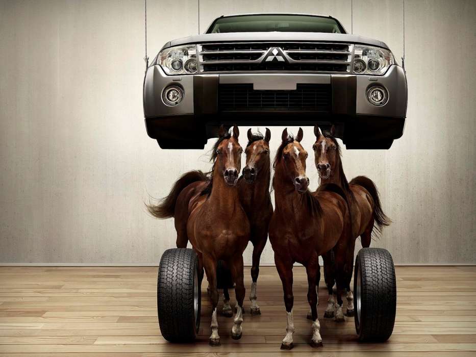 Auto,Horses,Transport,Animals