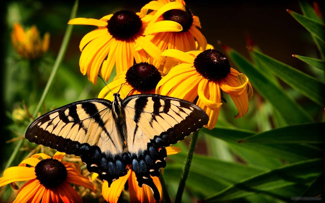 Butterflies, Flowers, Insects