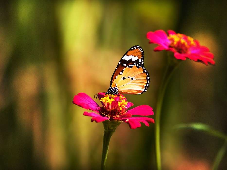 Butterflies, Flowers, Insects