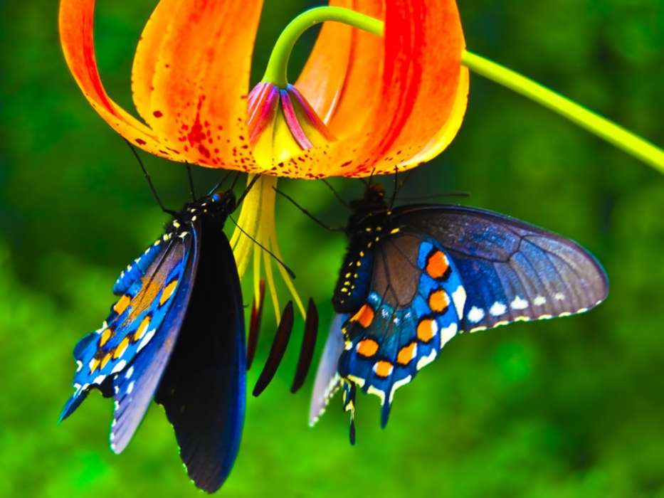 Butterflies, Flowers, Insects, Plants