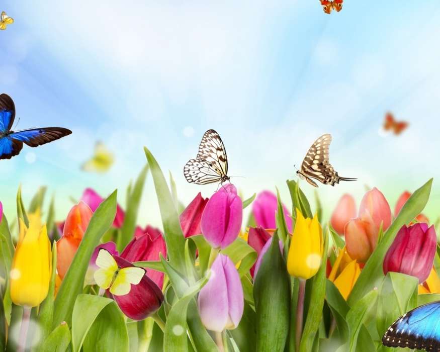 Butterflies, Flowers, Plants, Tulips