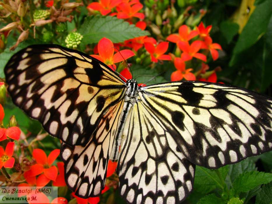 Butterflies, Insects