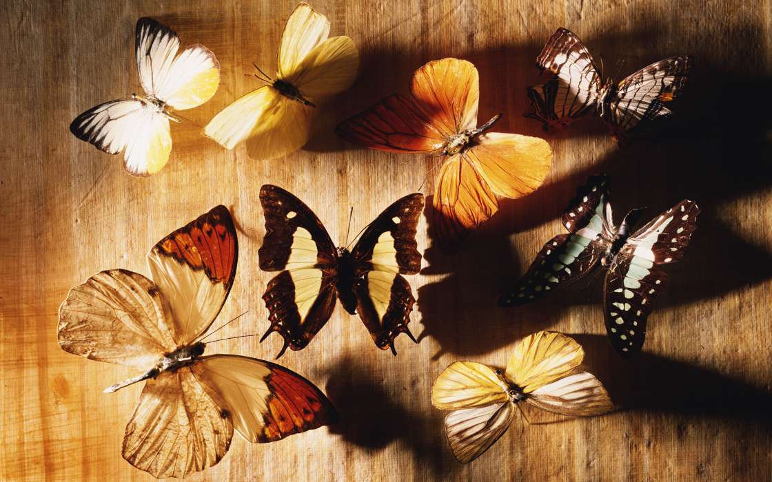 Butterflies,Insects