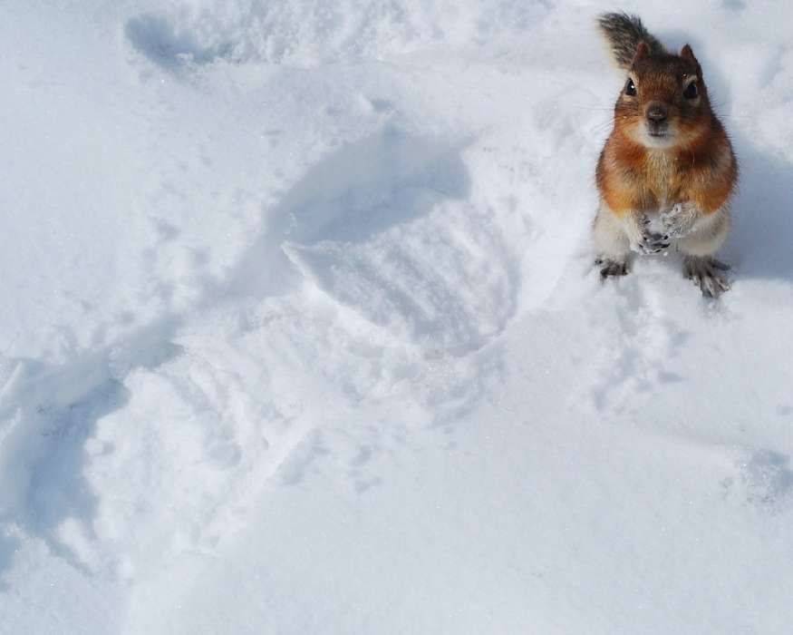 Animals, Winter, Squirrel, Snow