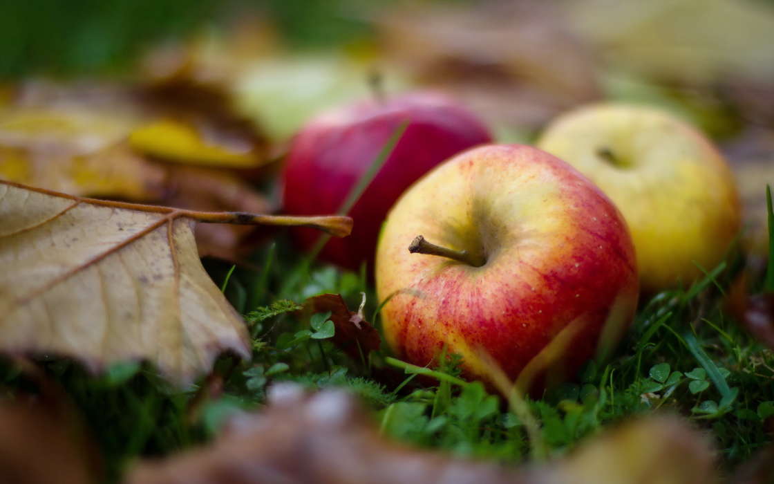 Apples, Food, Fruits, Leaves, Autumn, Plants