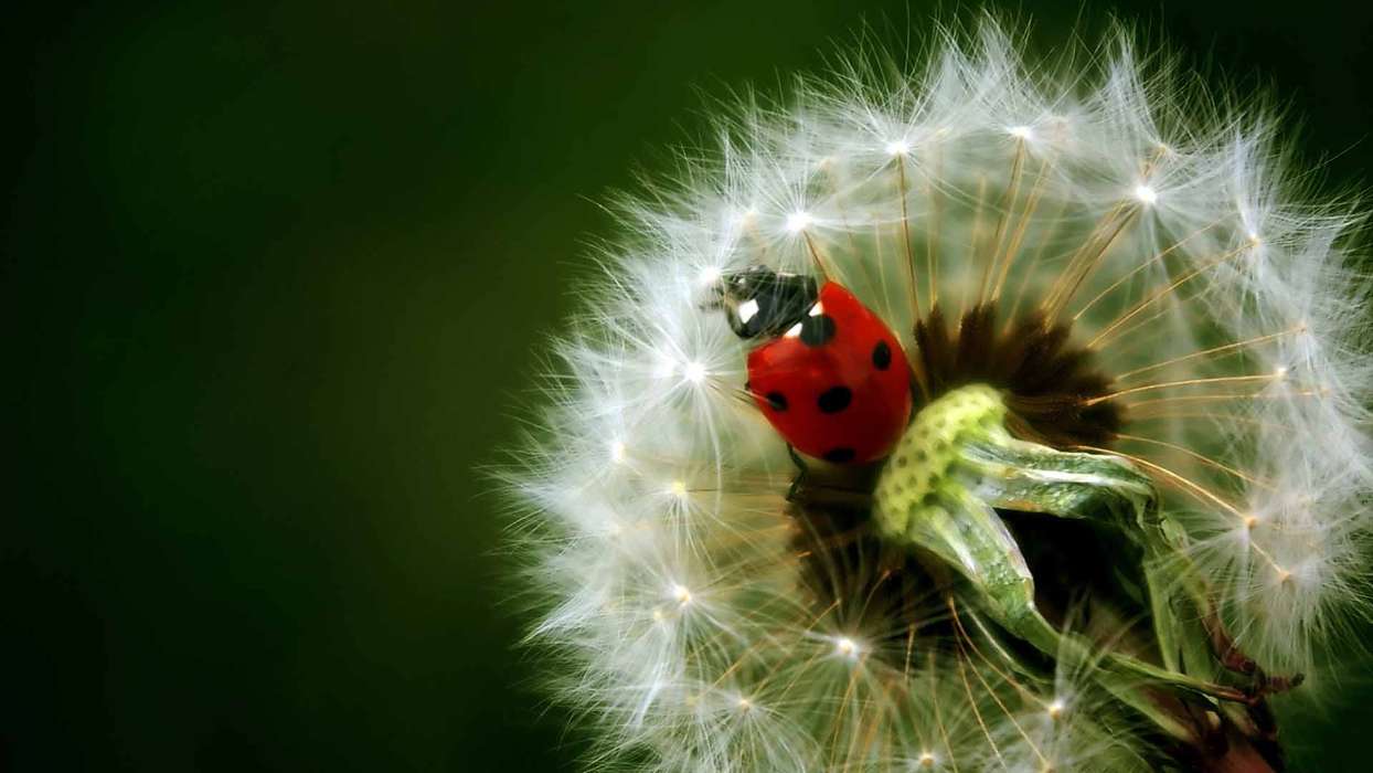 Ladybugs, Flowers, Insects, Dandelions, Plants