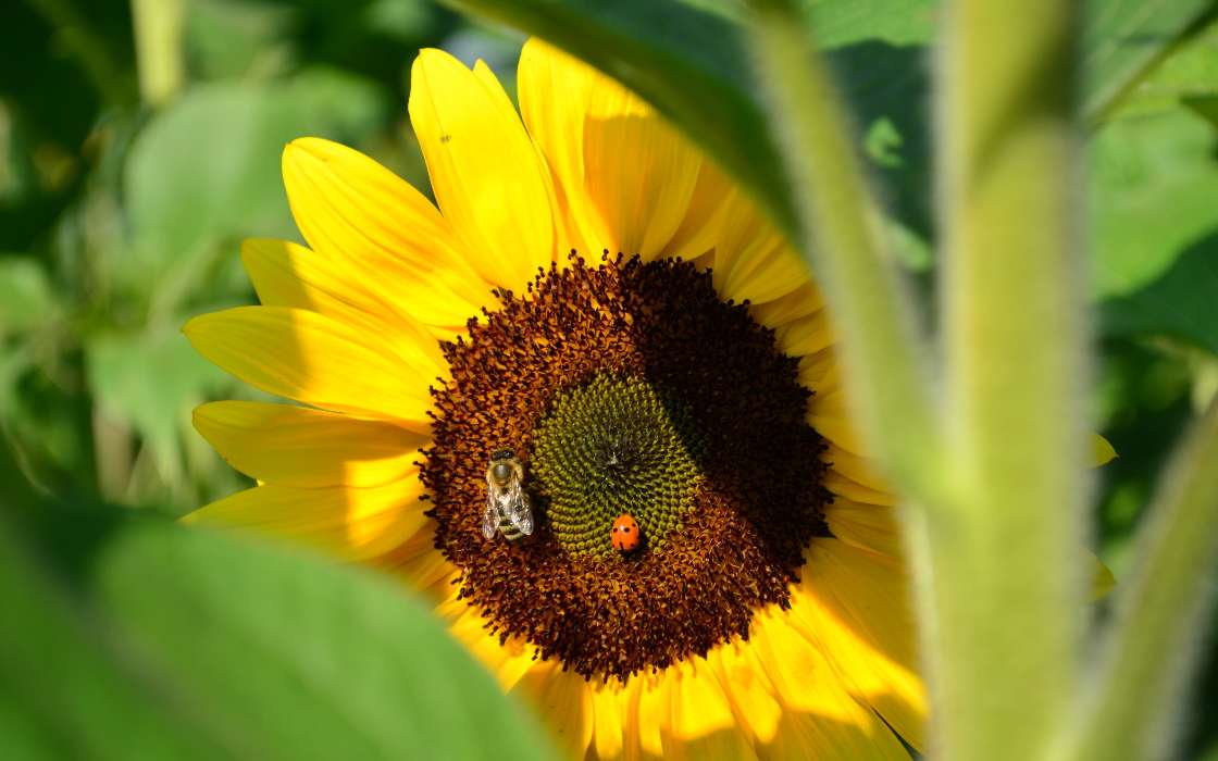 Ladybugs, Flowers, Insects, Bees, Sunflowers, Plants
