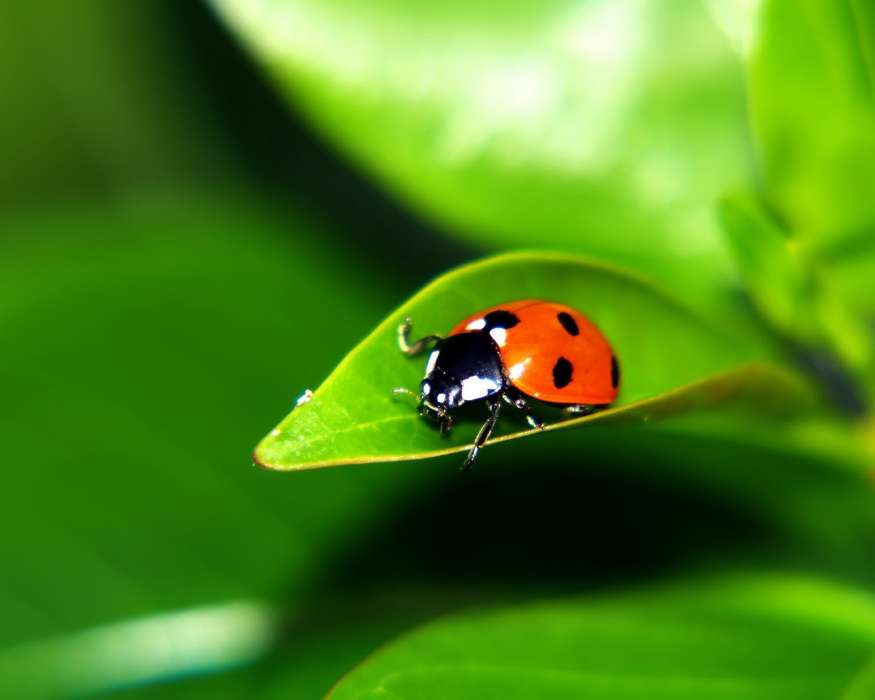Insects, Ladybugs