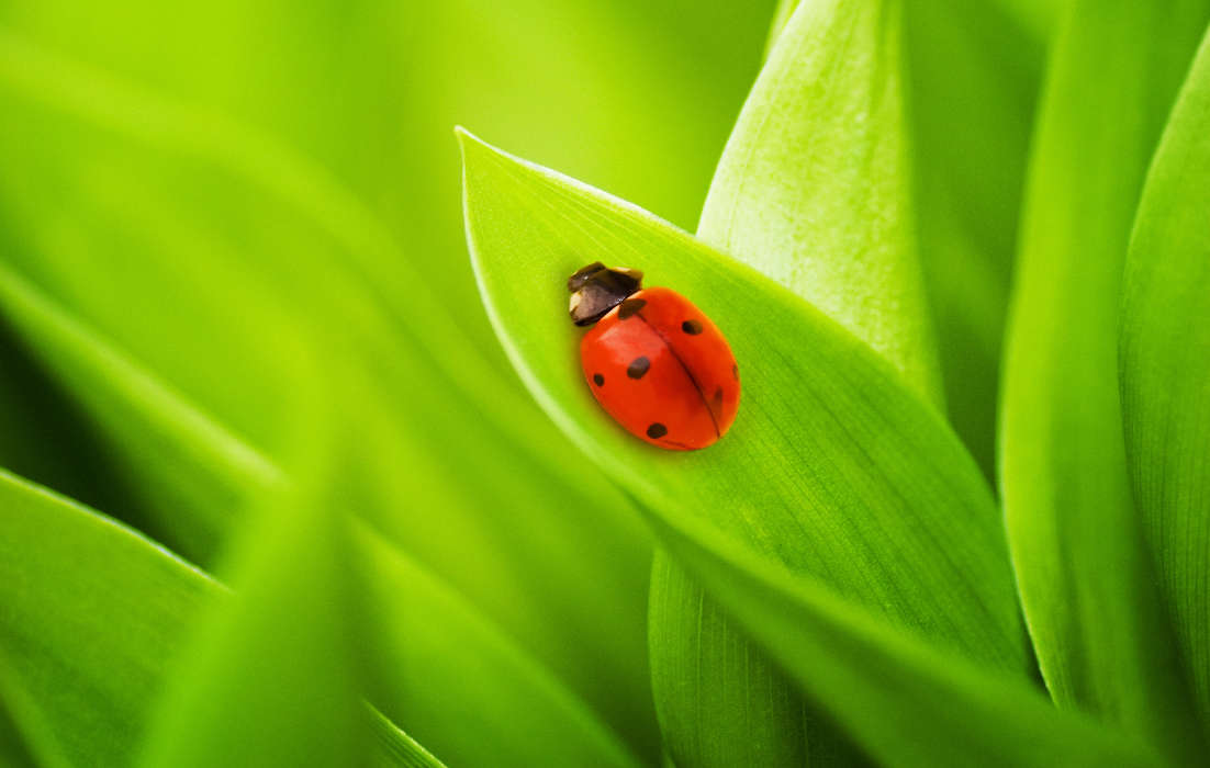 Ladybugs, Insects, Grass
