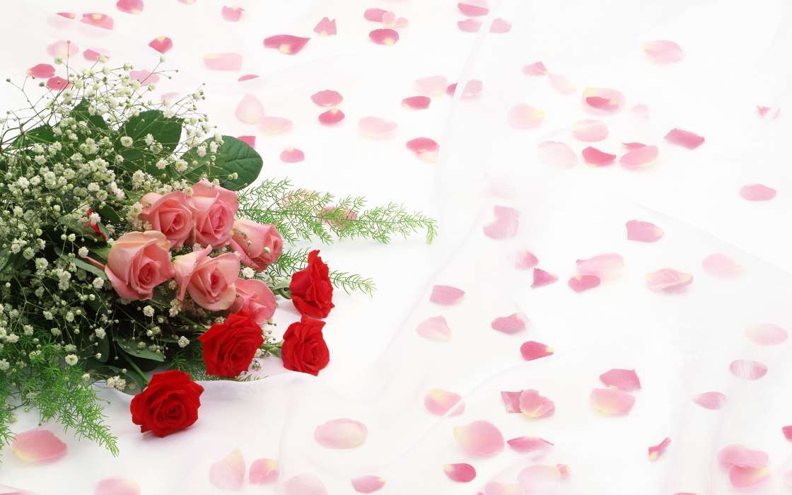 Bouquets,Flowers,Plants,Roses