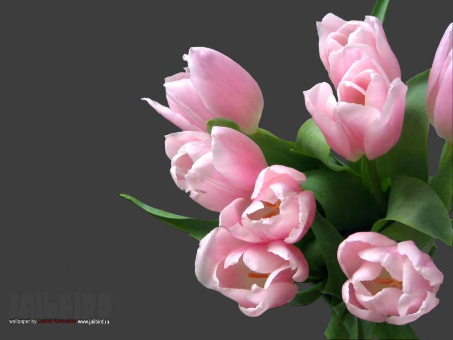 Bouquets, Flowers, Plants, Tulips