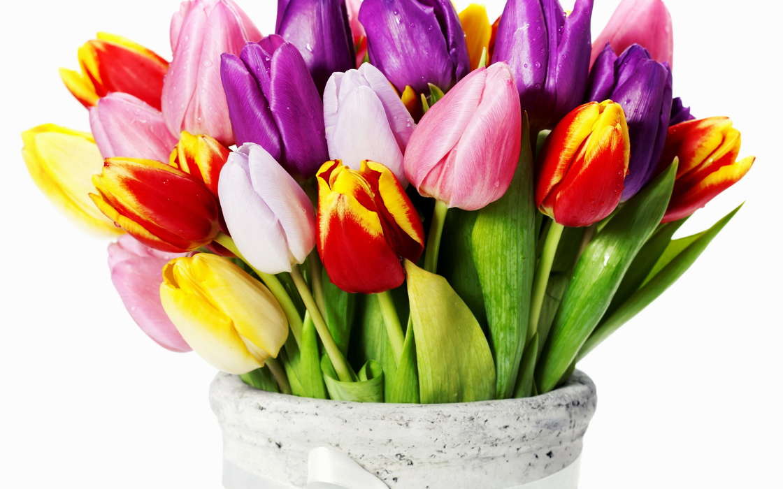 Bouquets,Flowers,Plants,Tulips