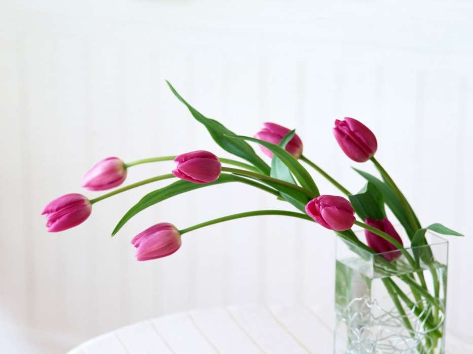 Bouquets, Plants, Tulips