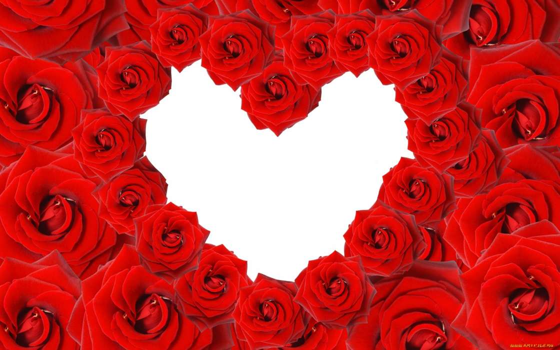 Flowers, Valentine&#039;s day, Background, Holidays, Roses, Hearts