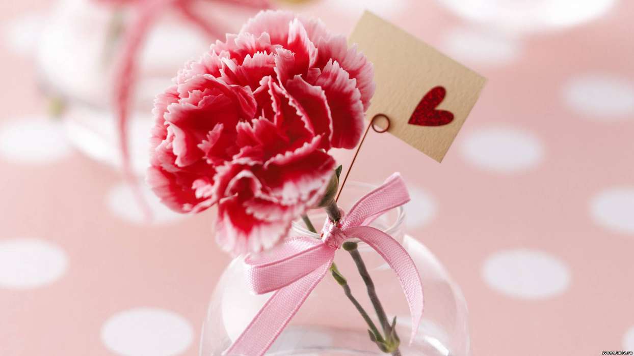 Flowers, Valentine&#039;s day, Carnations, Love, Holidays, Plants, Hearts