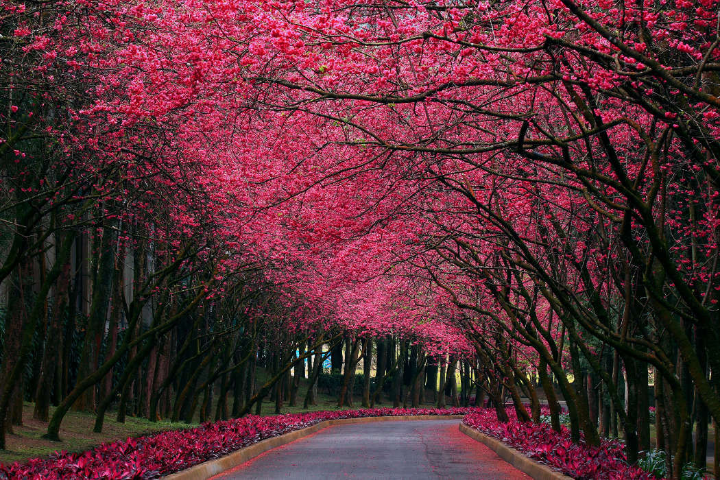 Flowers, Trees, Roads, Landscape