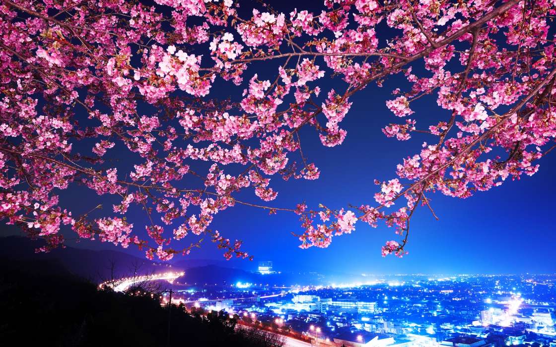 Flowers, Trees, Cities, Night, Landscape