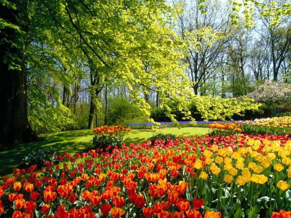 Plants, Landscape, Flowers, Trees, Tulips