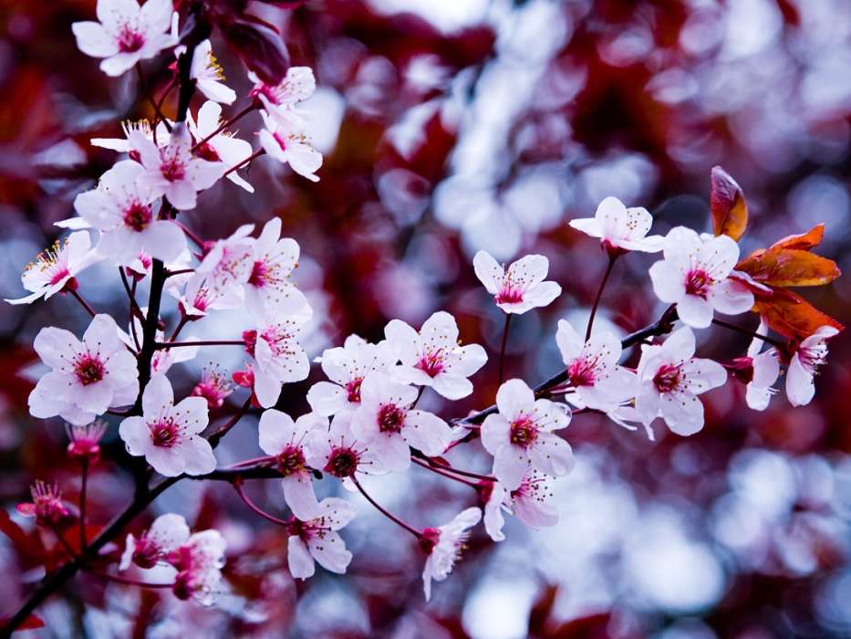 Flowers, Trees, Plants, Sakura