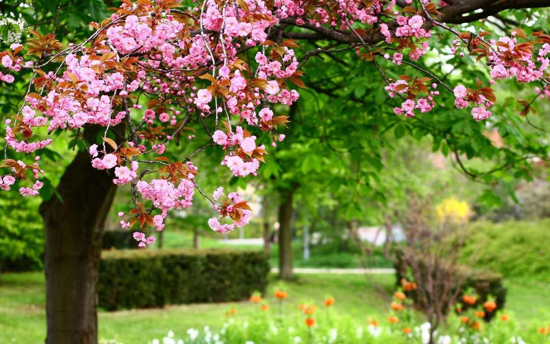 Flowers, Trees, Plants, Sakura