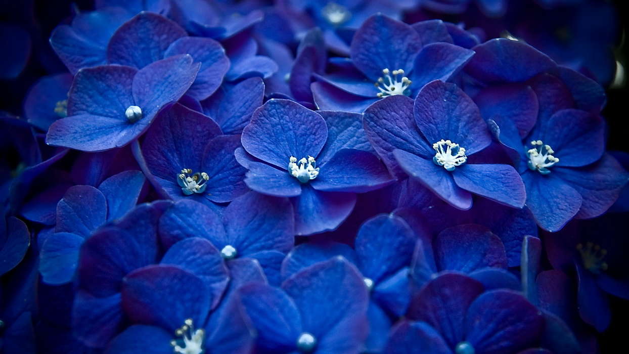 Flowers,Violet,Plants