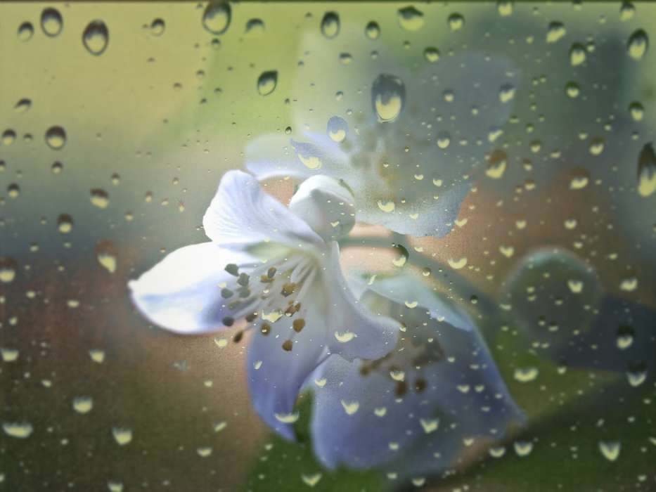 Flowers, Background, Drops