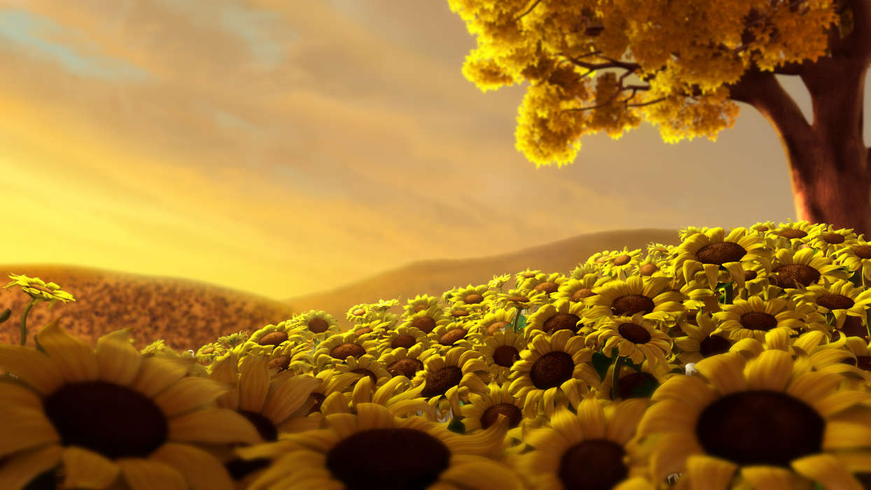 Flowers,Background,Sunflowers