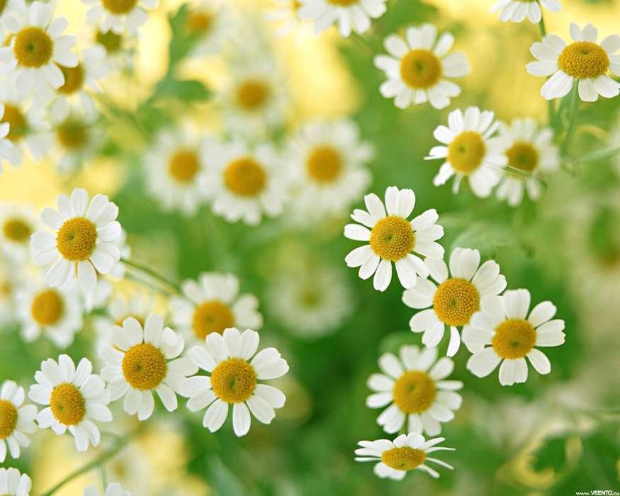 Plants, Flowers, Backgrounds, Camomile