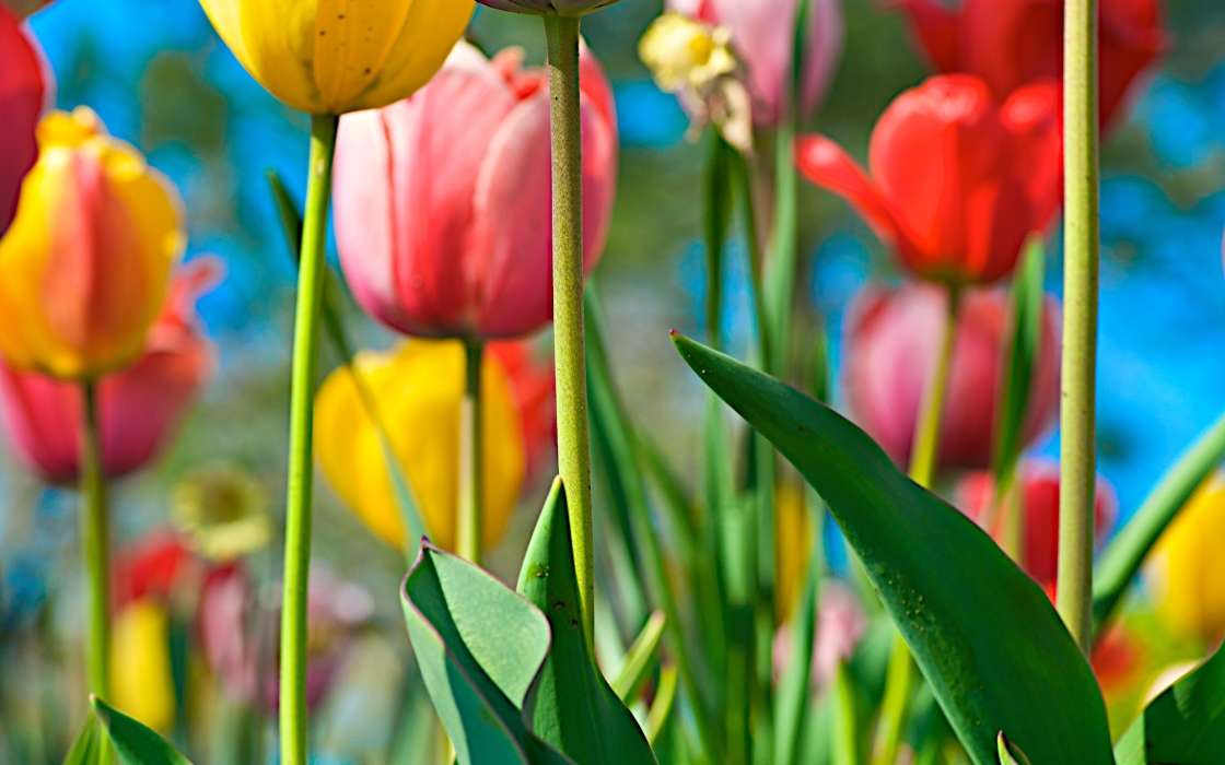 Plants, Flowers, Backgrounds, Tulips