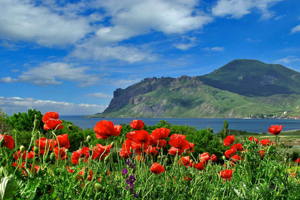 Flowers, Mountains, Poppies, Nature, Plants