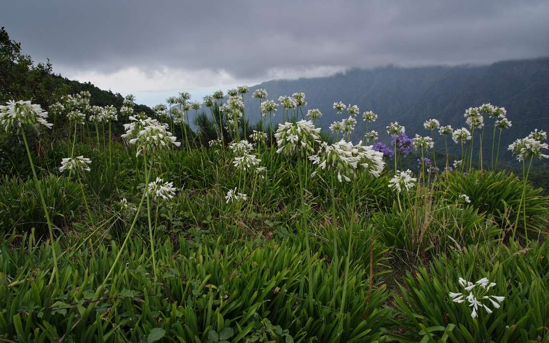 Flowers,Mountains,Landscape