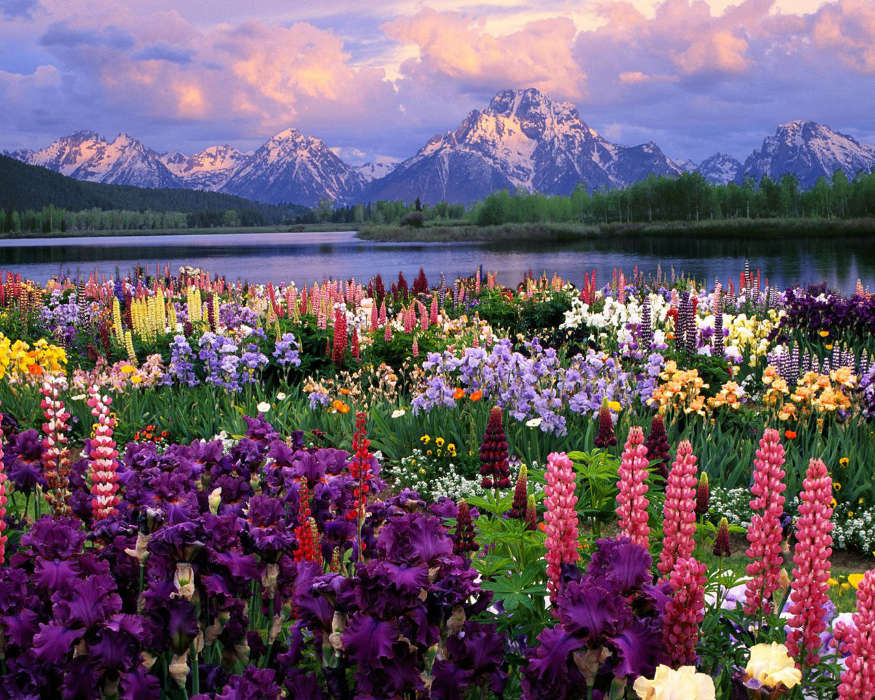 Flowers, Mountains, Nature, Plants