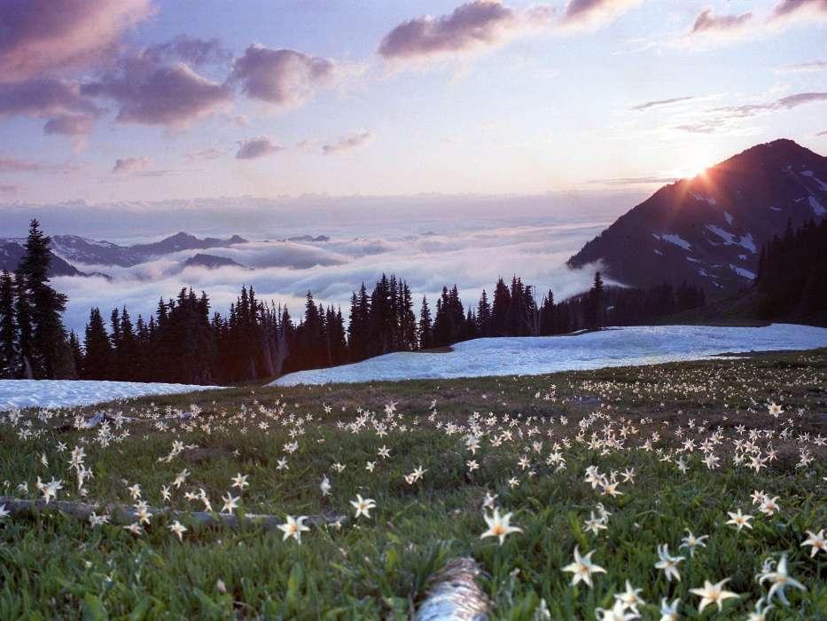 Flowers, Mountains, Landscape, Plants, Snow