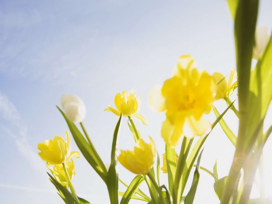 Plants, Flowers, Tulips, Clear Sky
