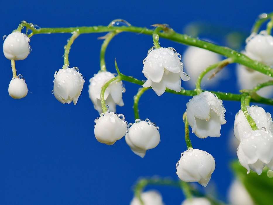 Flowers, Drops, Lily of the valley, Plants