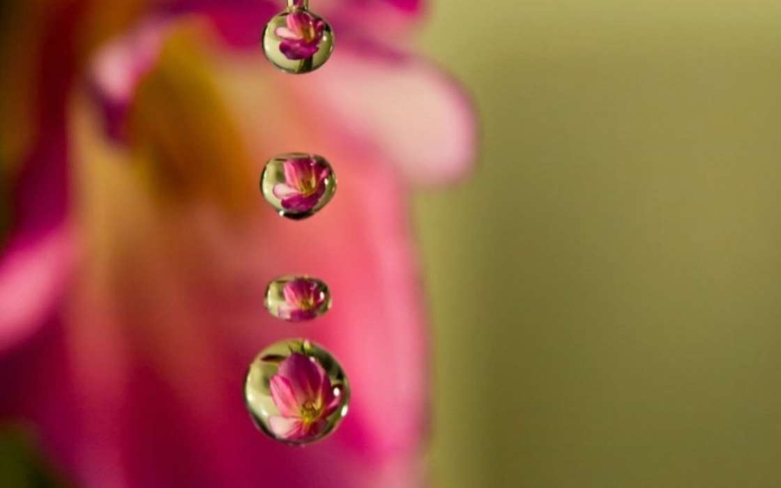 Flowers, Backgrounds, Drops