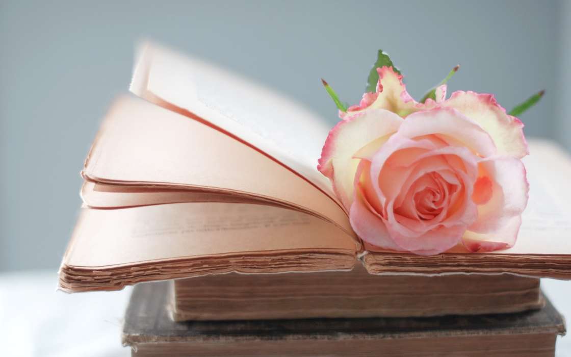 Flowers, Books, Objects, Plants, Roses