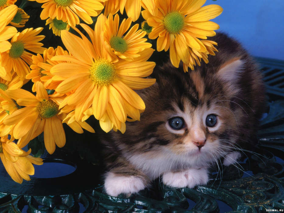 Animals, Cats, Flowers