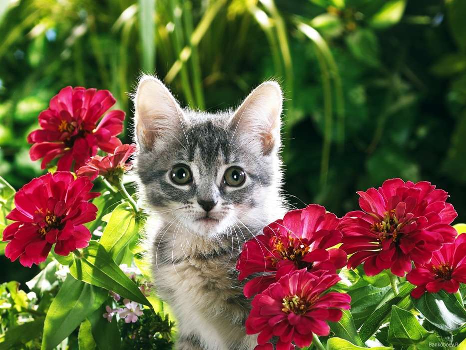 Animals, Plants, Cats, Flowers